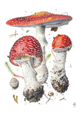 Mushrooms Boxed Notecard