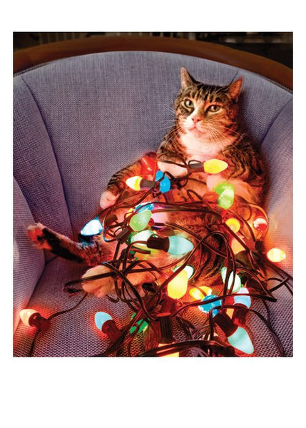 Cat and Lights Holiday Cards - Set of 10