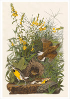 John James Audubon: Songbirds Boxed Cards