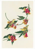 John James Audubon: Songbirds Boxed Cards