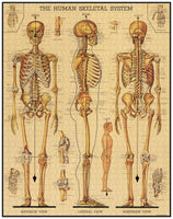Skeletal System Vintage Puzzle