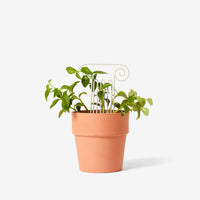 Plant Trellis - Column